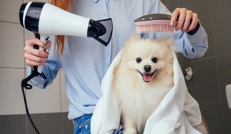 phụ kiện tắm và sấy khô cho chó tại nhà lược chải và máy sấy